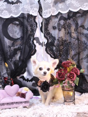 20231012ミルクちゃん